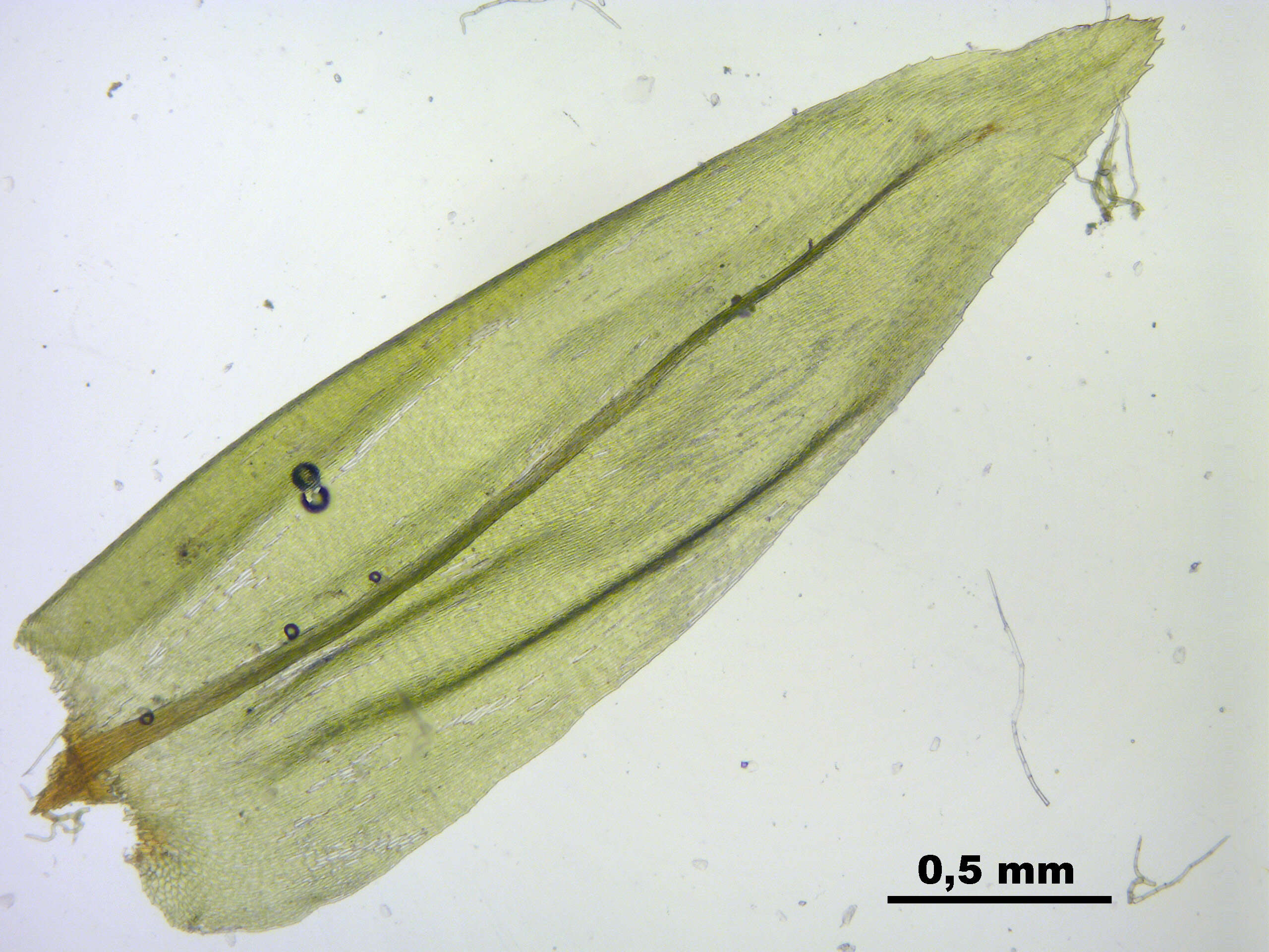 Image de Climacium dendroides Weber & D. Mohr 1804