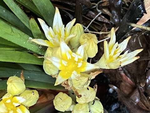 Image of Conostylis serrulata R. Br.