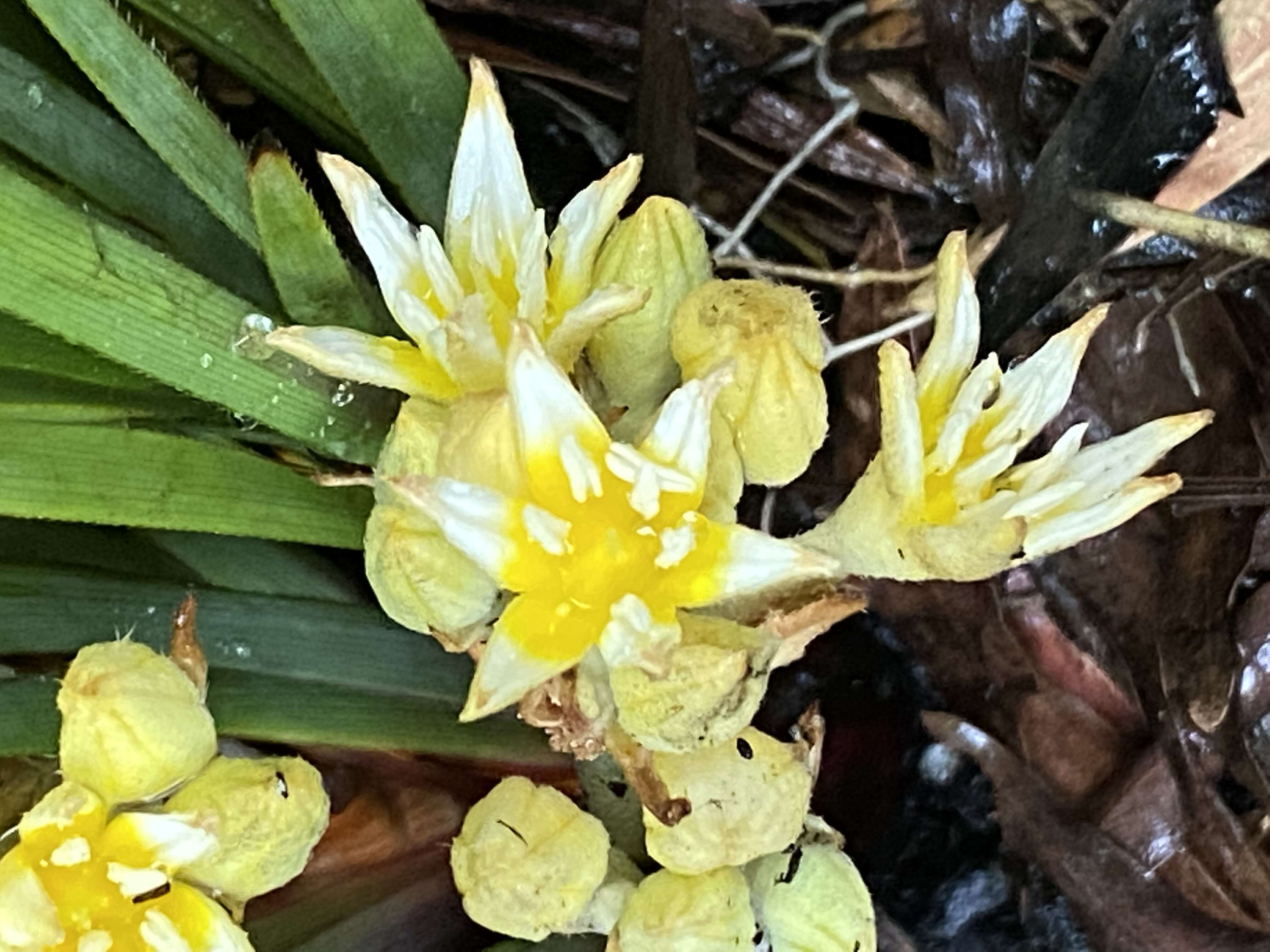 Image of Conostylis serrulata R. Br.