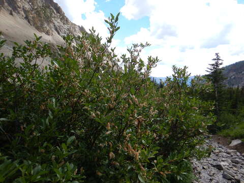 Image of Missouri River willow