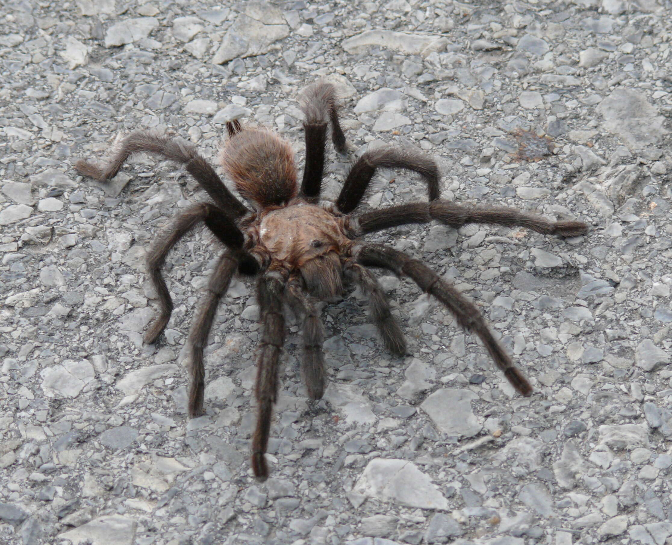 Image of Texas Brown Tarantula