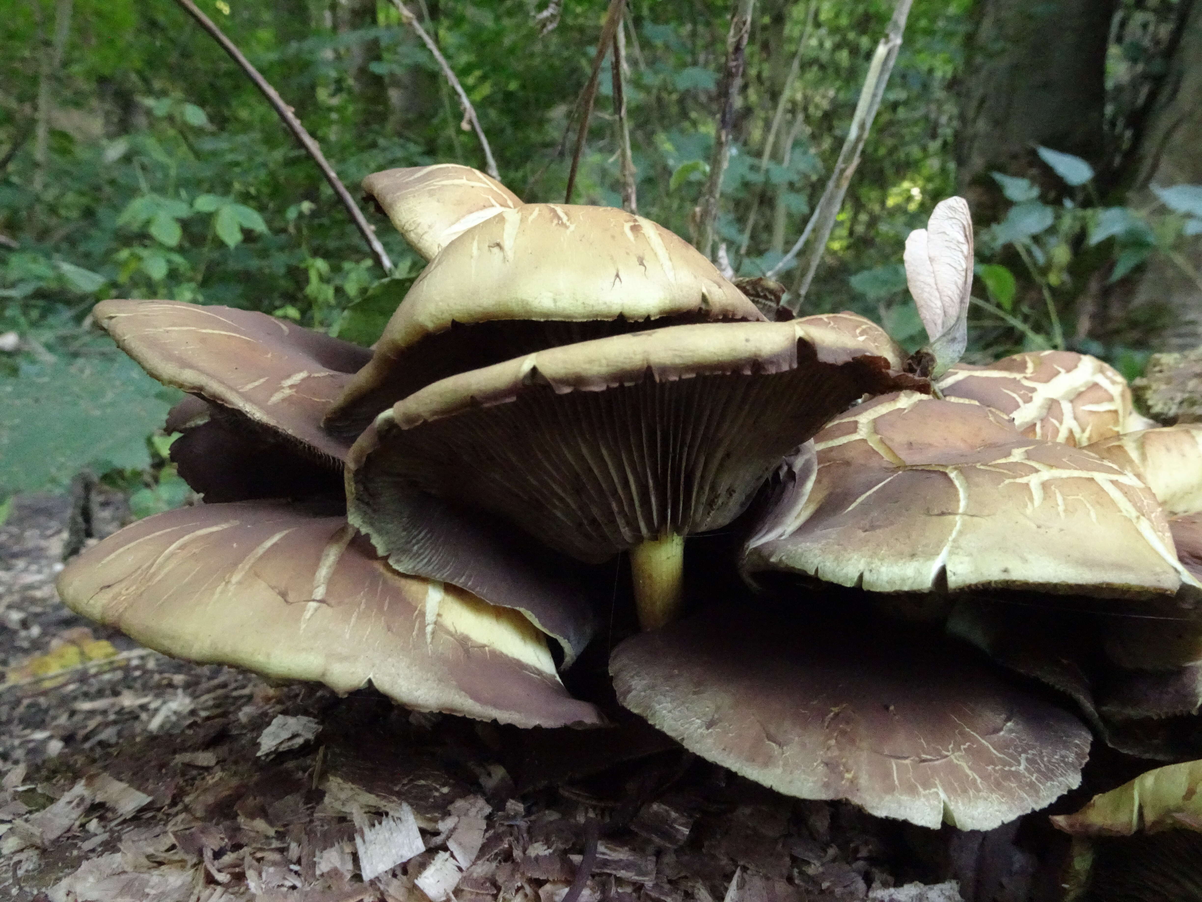 Image of Hypholoma fasciculare (Huds.) P. Kumm. 1871