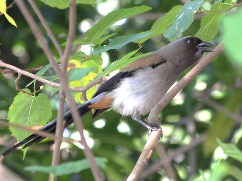 Image of Grey Treepie