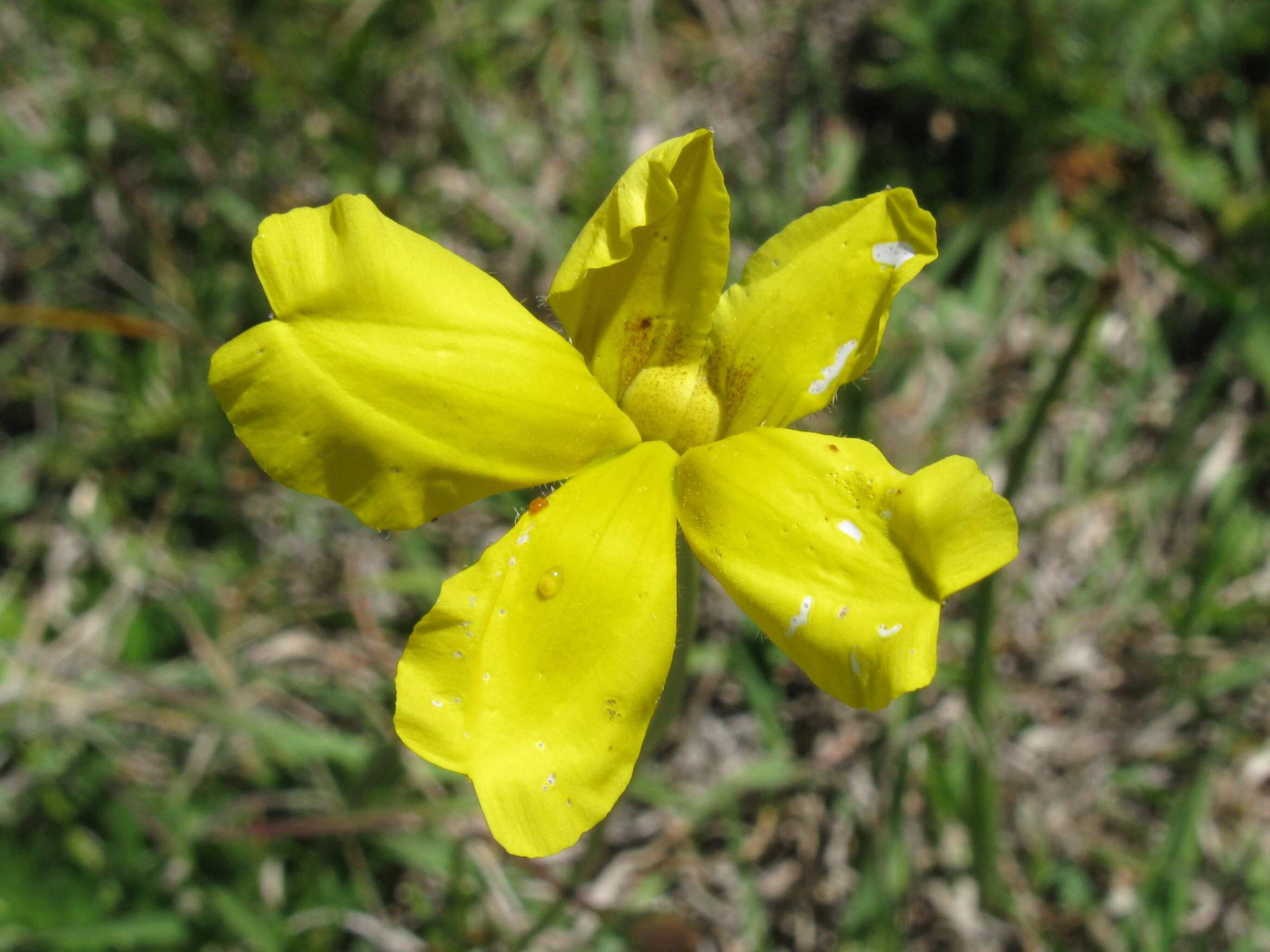 Image of Goodenia pinnatifida Schltdl.