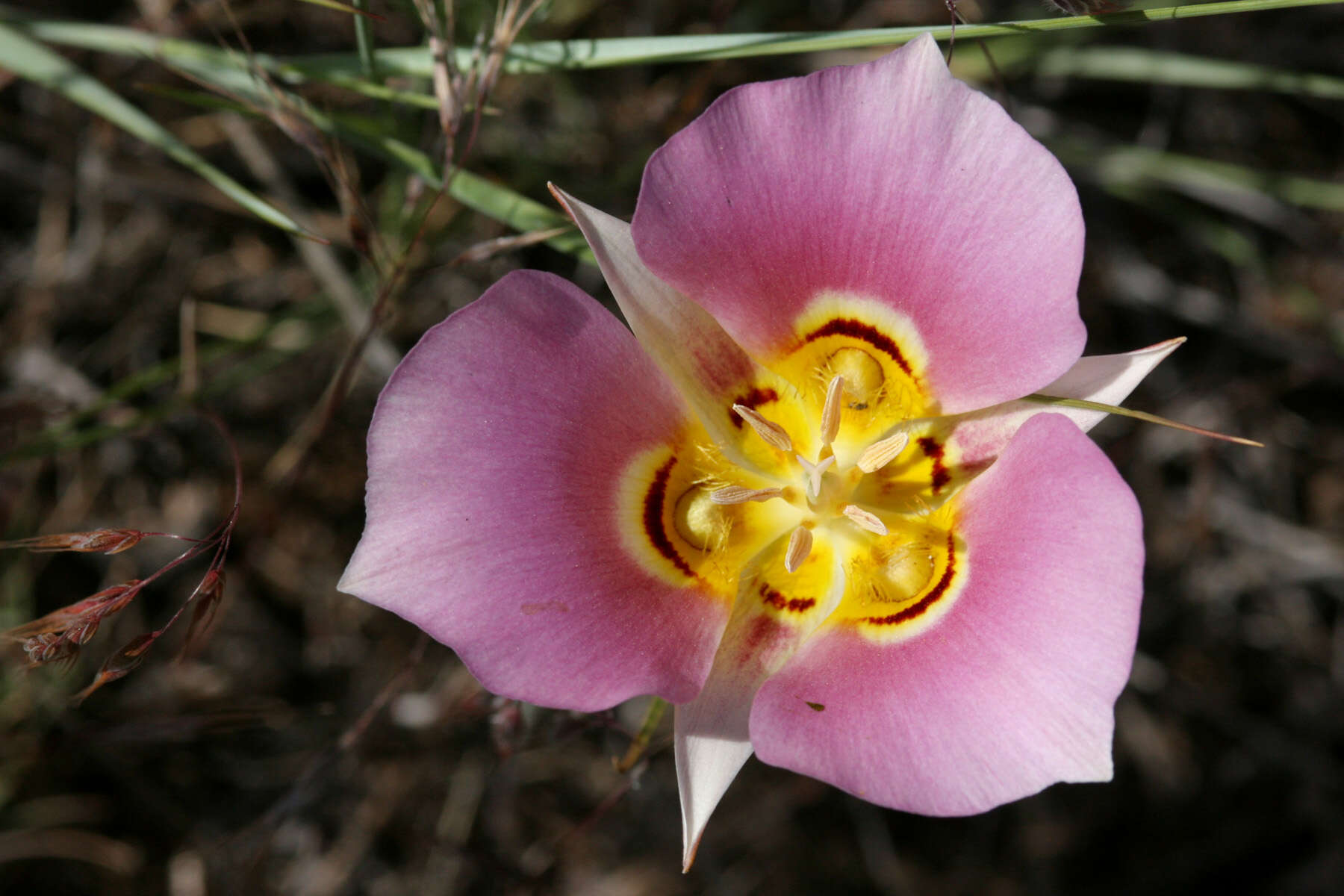 Слика од Calochortus nuttallii Torr.