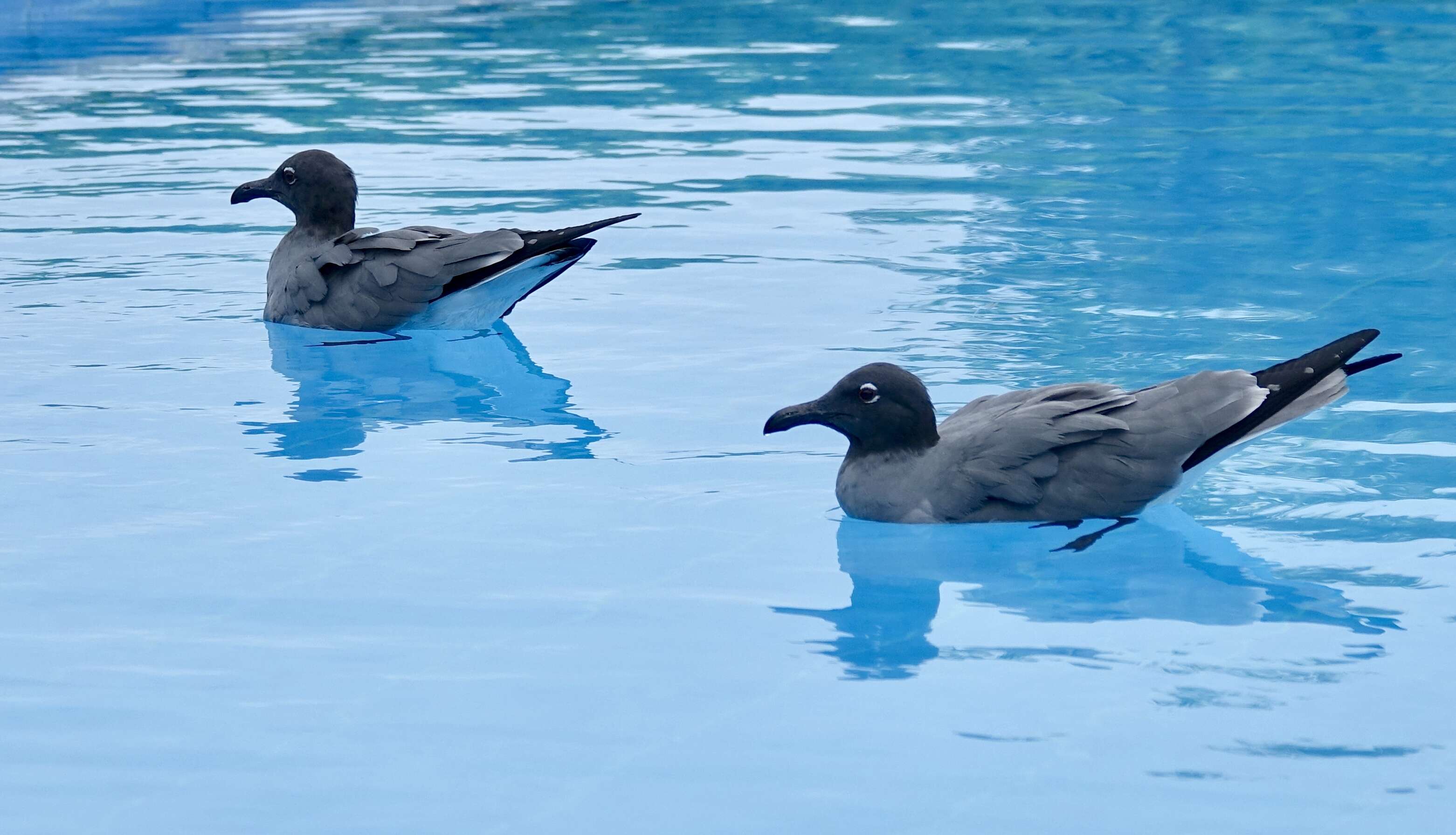 Image of Lava Gull