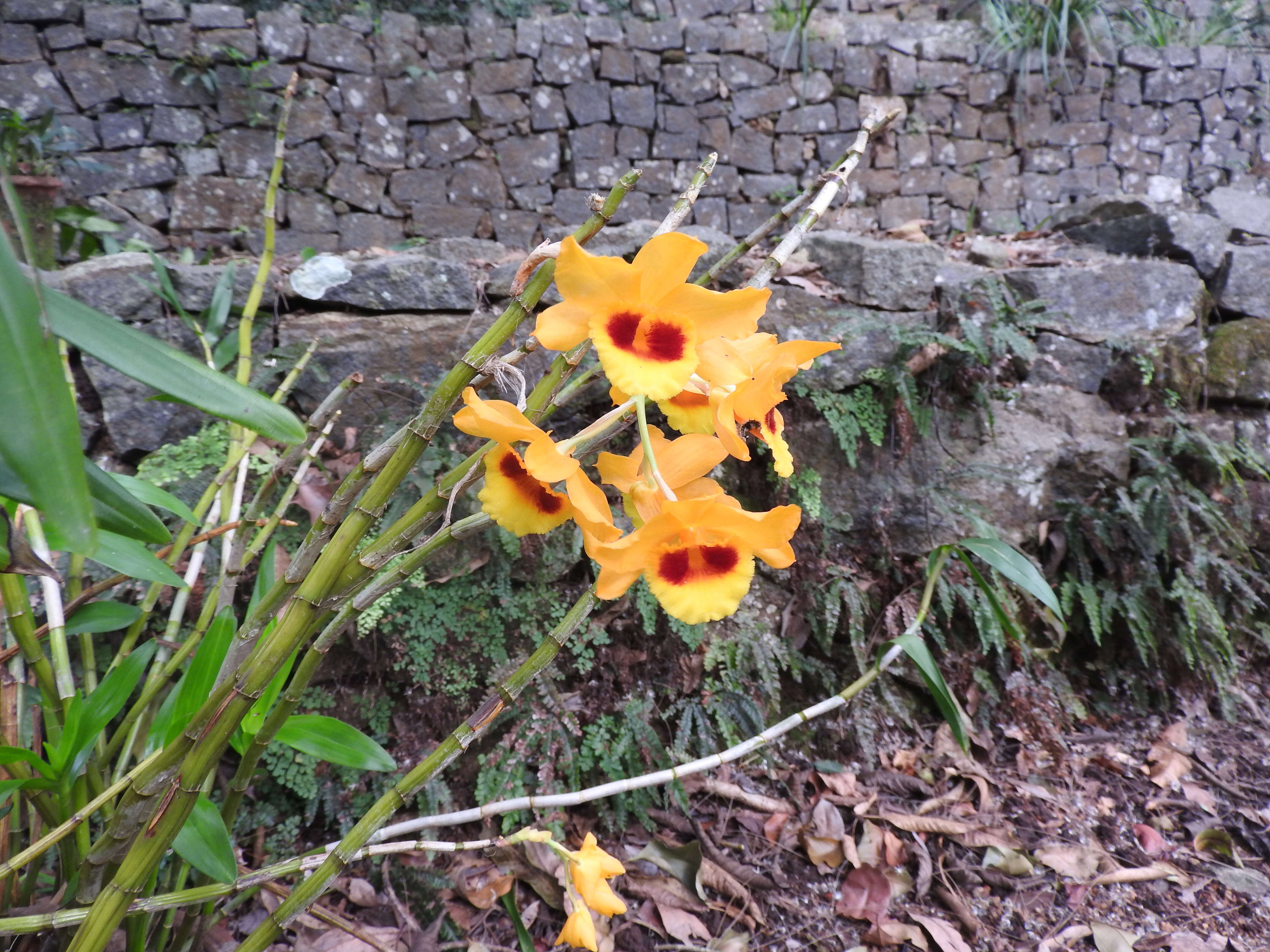 Imagem de Dendrobium gibsonii Paxton