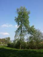 Image of Bird Cherry