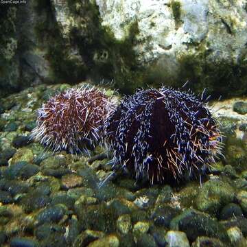 Image of Collector urchin