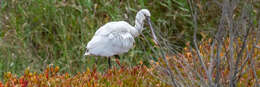 Image of African Spoonbill