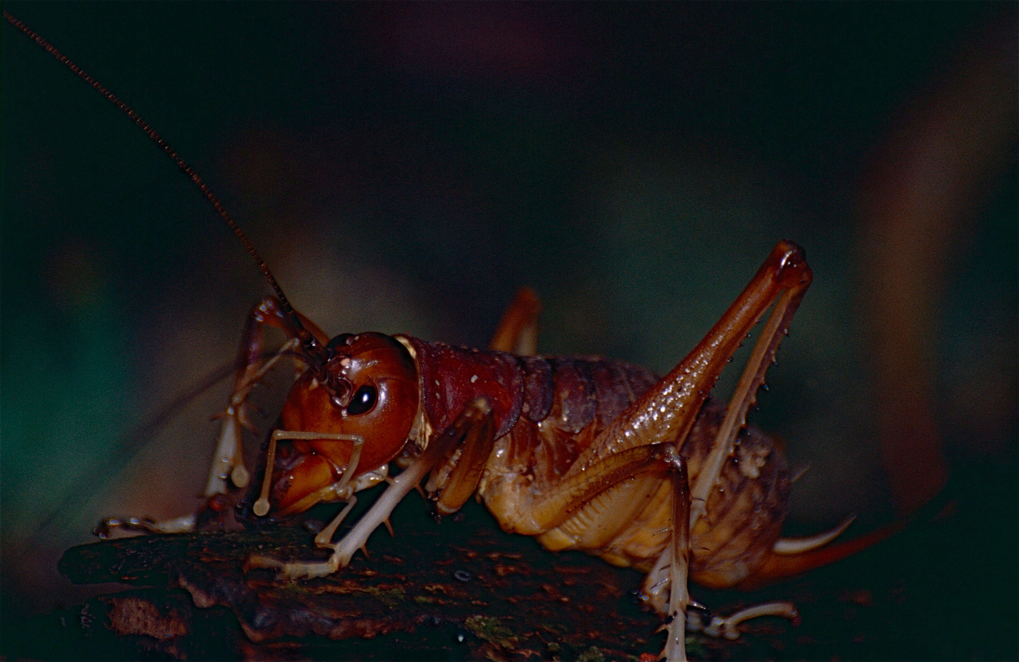 Image of Anostostoma