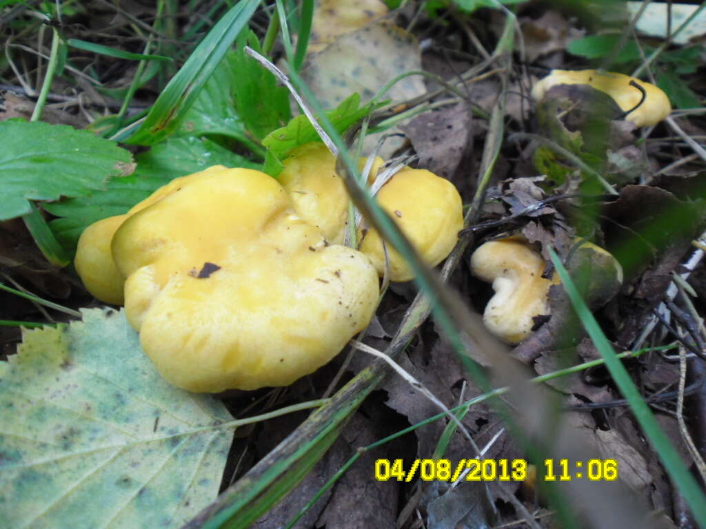 Image of Chanterelle