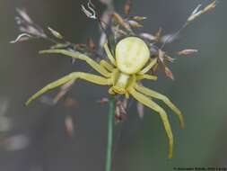 Image of Flower Crab Spiders