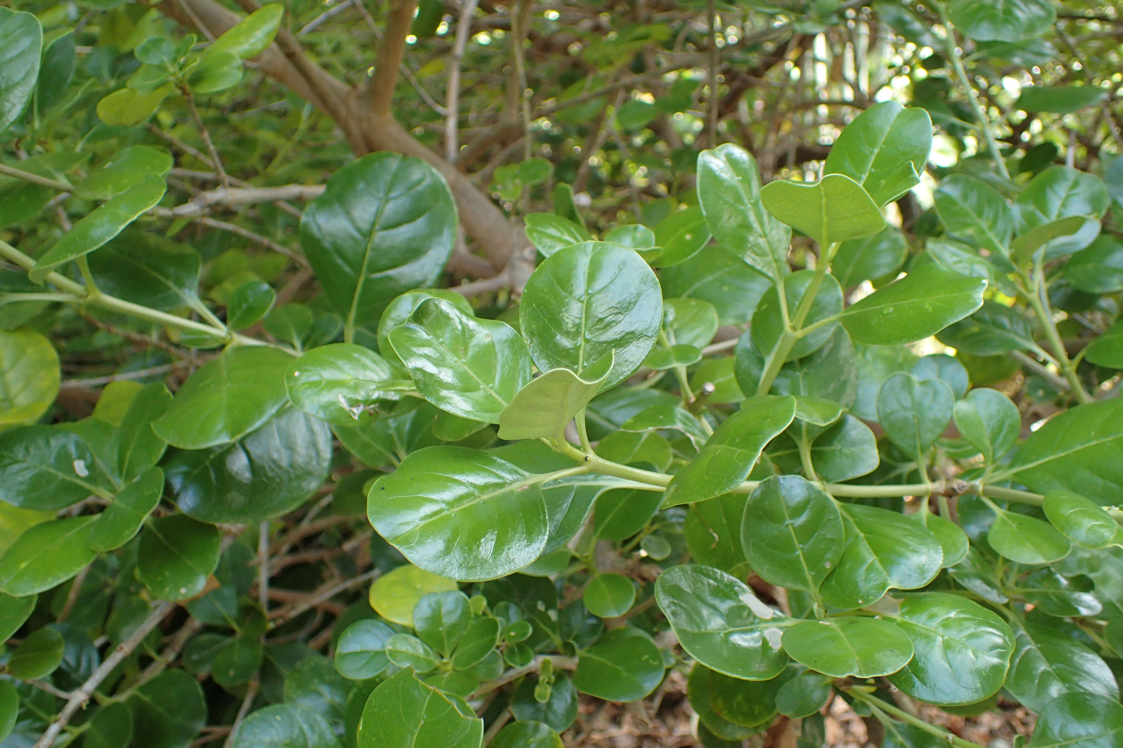 Image of Coprosma baueri Endl.