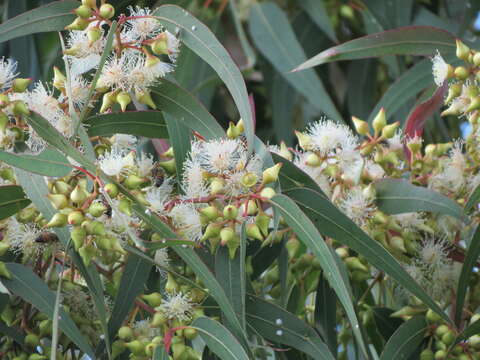 Image of forest redgum