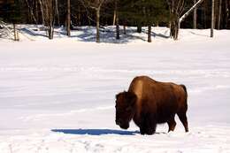 Image of Bison bison athabascae