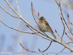 Image of Brambling