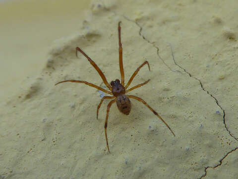 Image of Parasteatoda