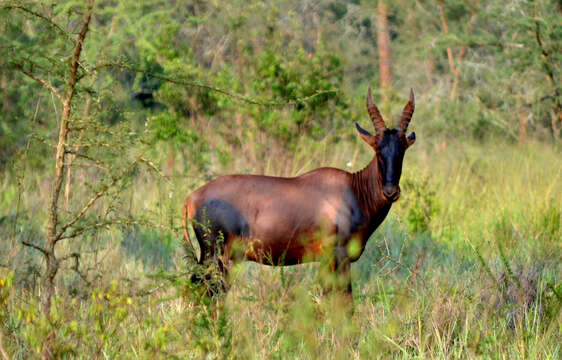 Image of Damaliscus korrigum korrigum (Ogilby 1837)