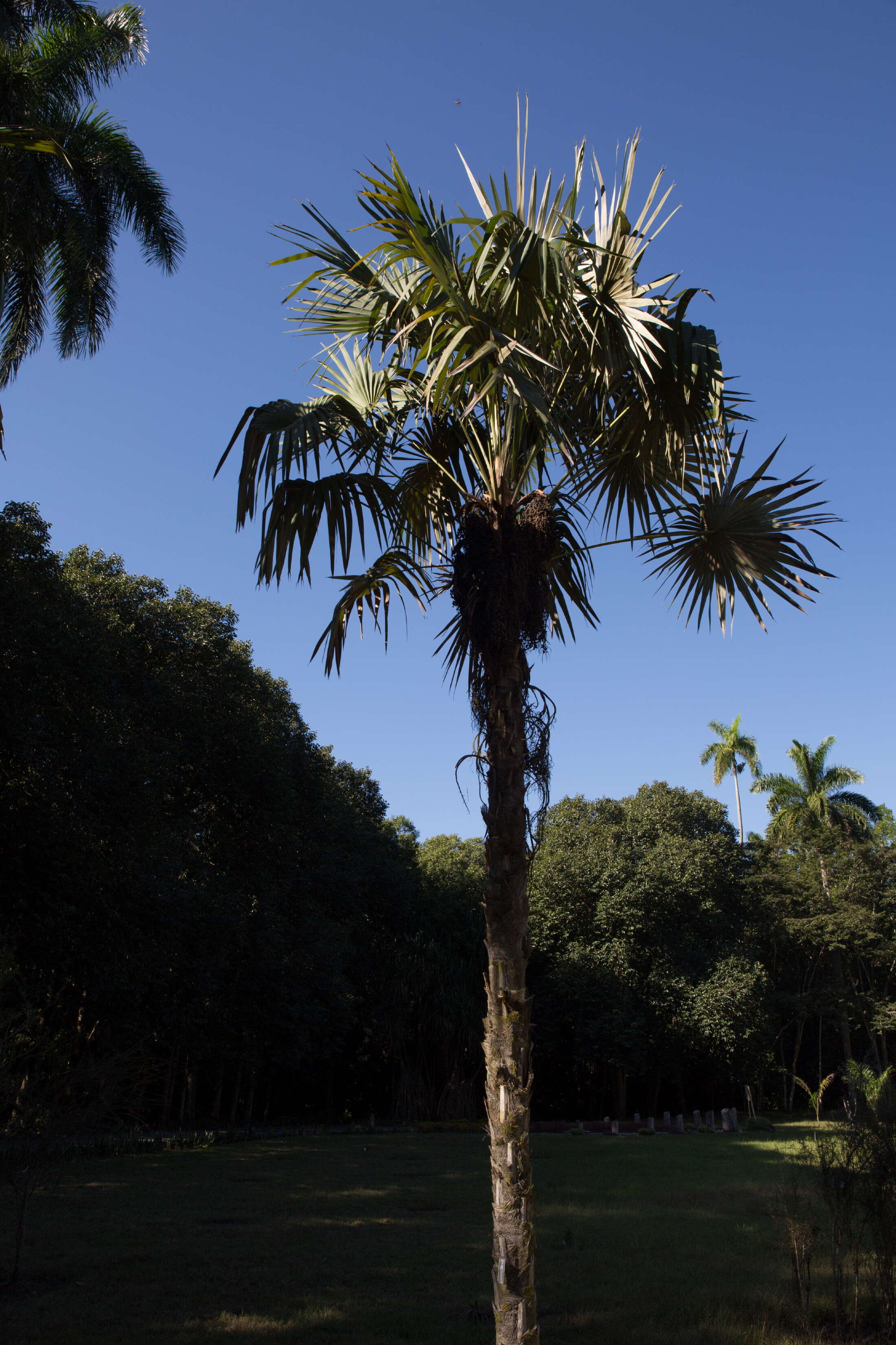 Image of Coccothrinax victorini