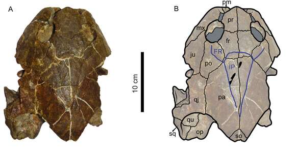 Image of Podocnemididae