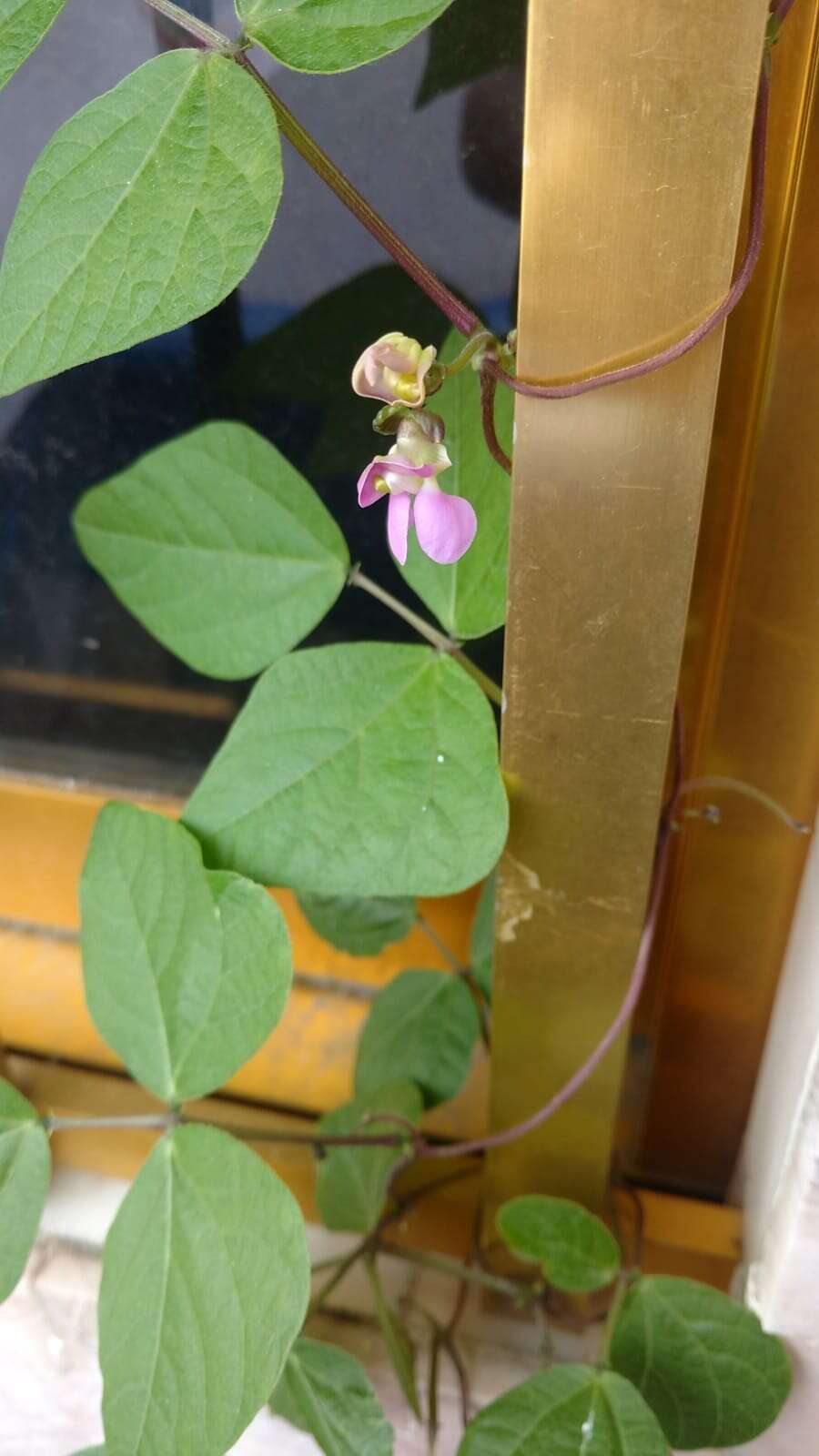 Image of kidney bean