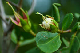 Image of Apple Mangrove