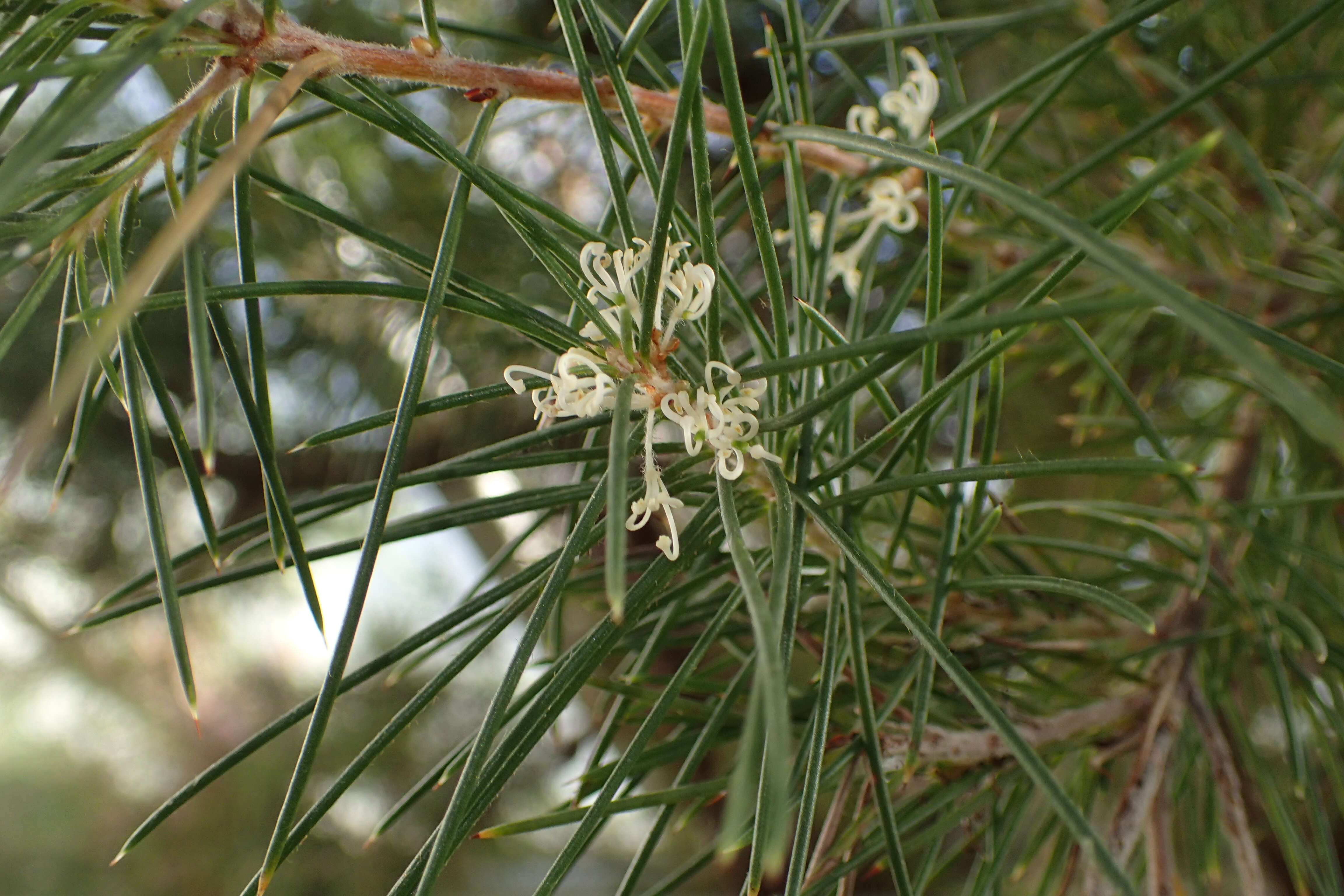 Image of Hakea leucoptera R. Br.