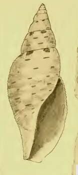 Image de Daphnella interrupta Pease 1860