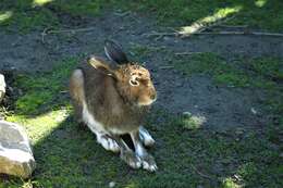 Image of brown hare, european hare