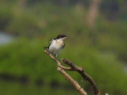 Hirundo smithii Leach 1818 resmi