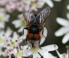 Image of Phasia hemiptera (Fabricius 1794)