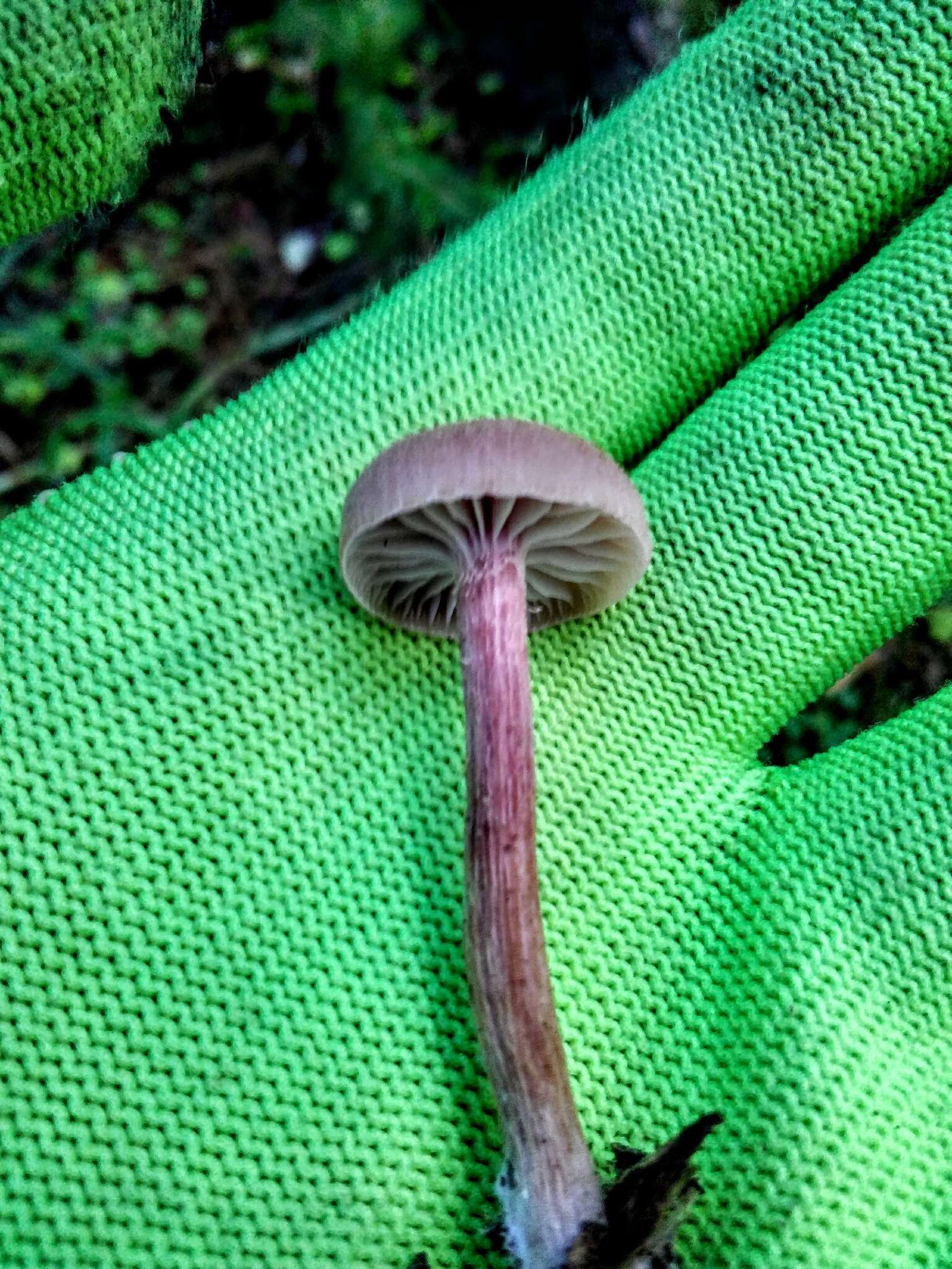 Image of Laccaria amethystina Cooke 1884