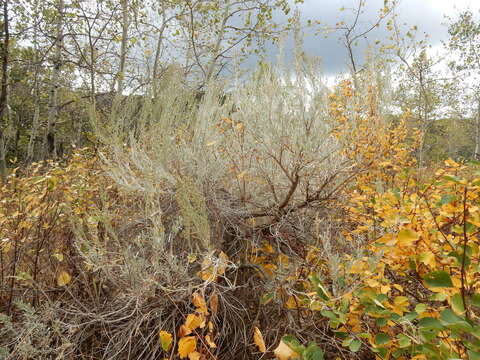 Imagem de Artemisia tridentata (Nutt.) W. A. Weber