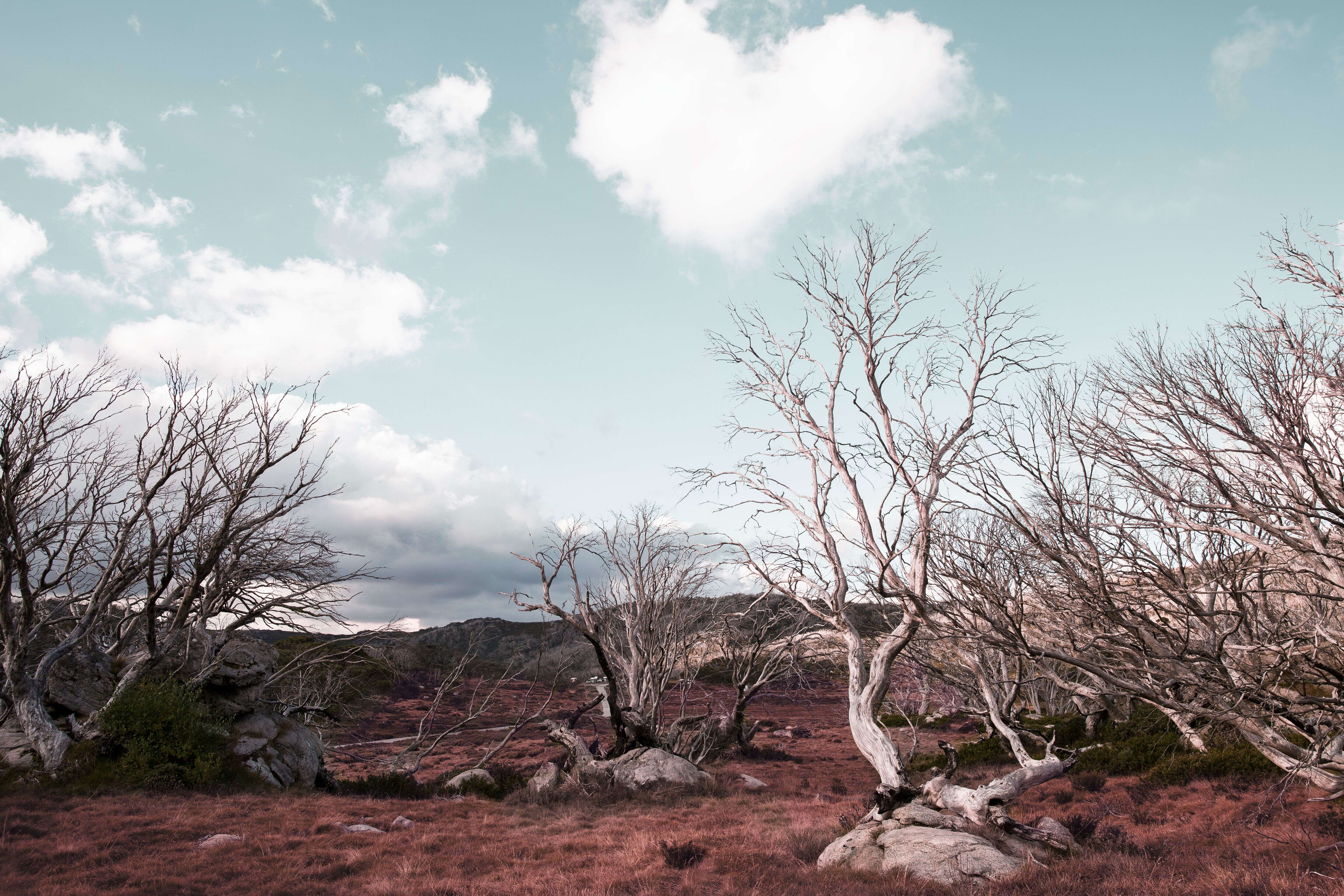 Image of snow gum