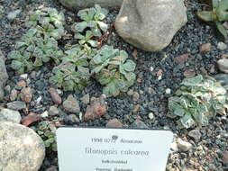 Image of Titanopsis calcarea (Marloth) Schwant.