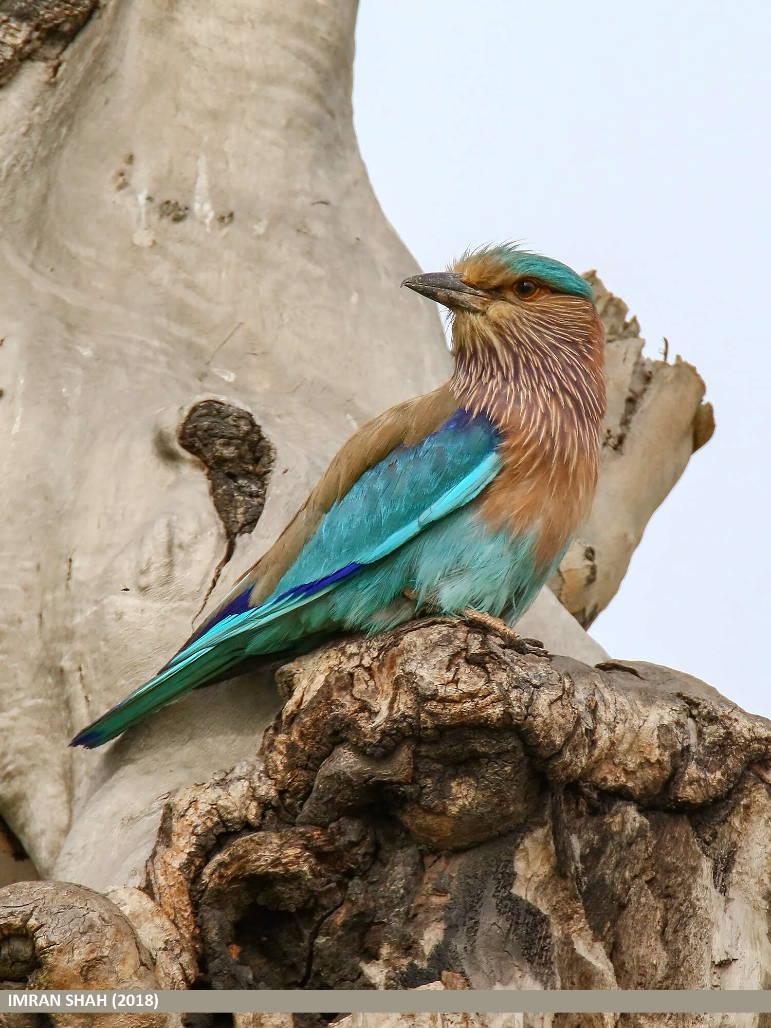 Imagem de Coracias benghalensis (Linnaeus 1758)