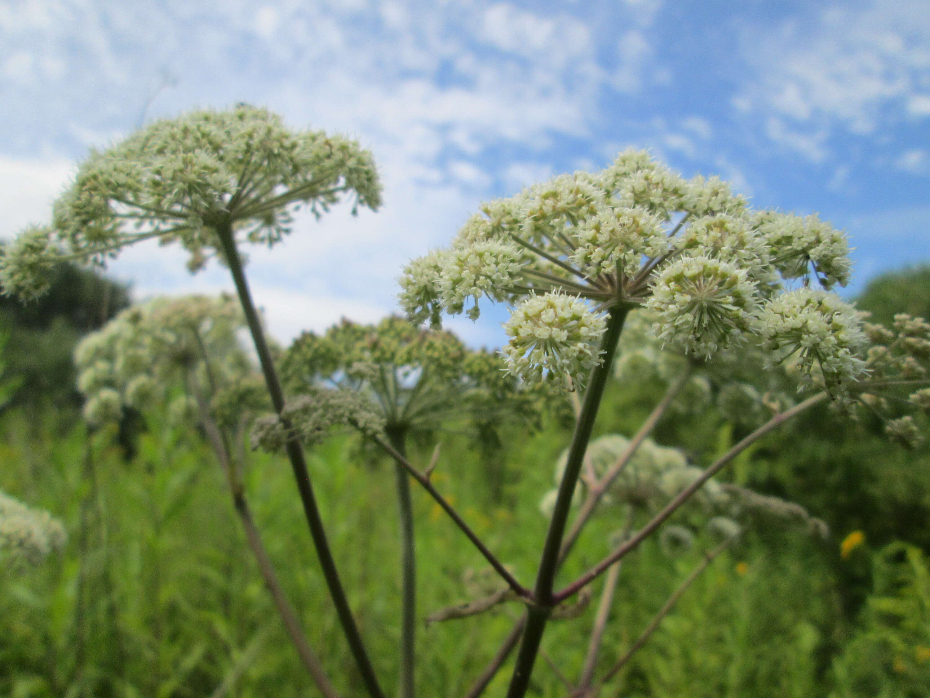 Image of wild angelica