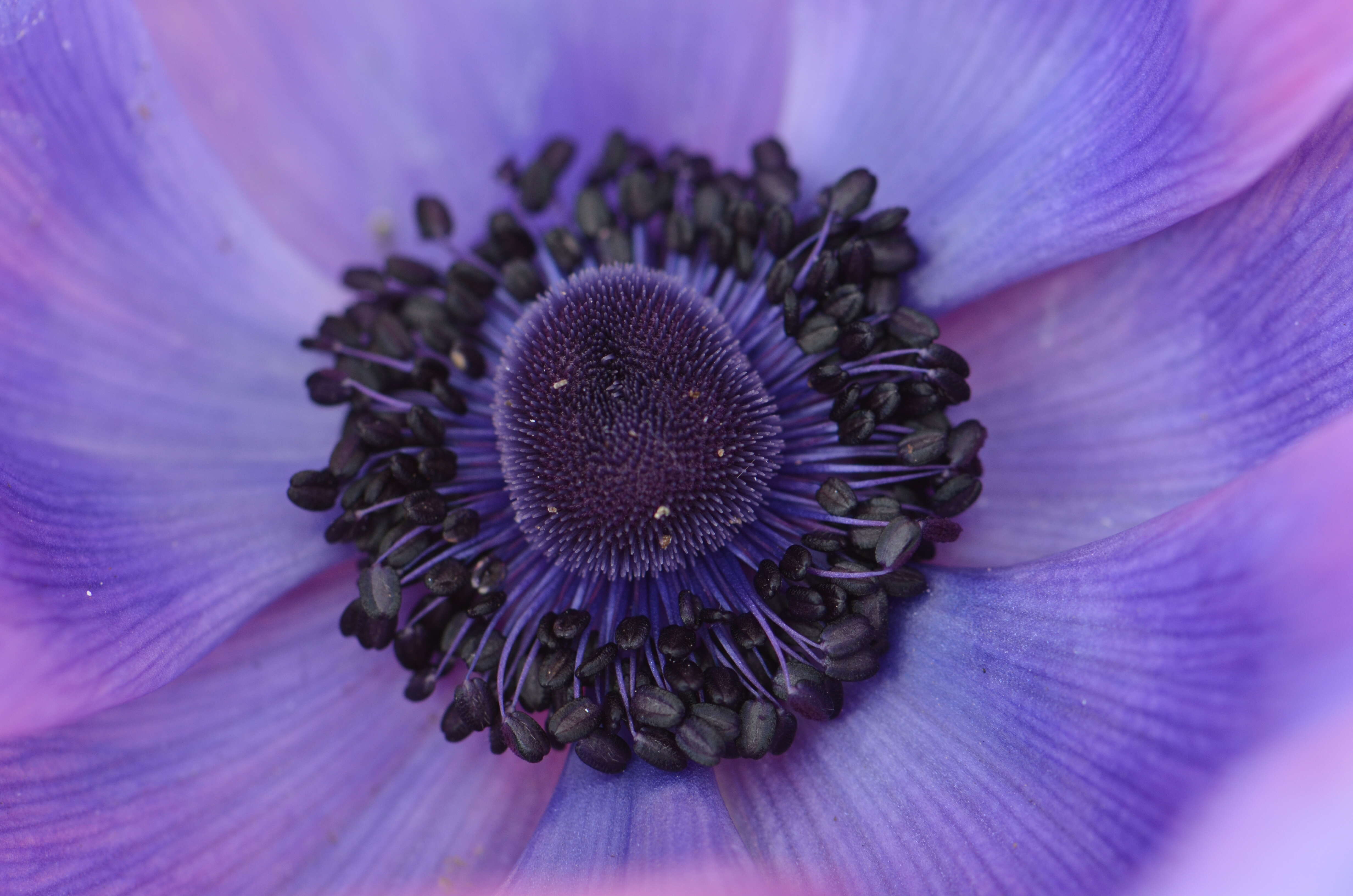 Imagem de Anemone coronaria L.