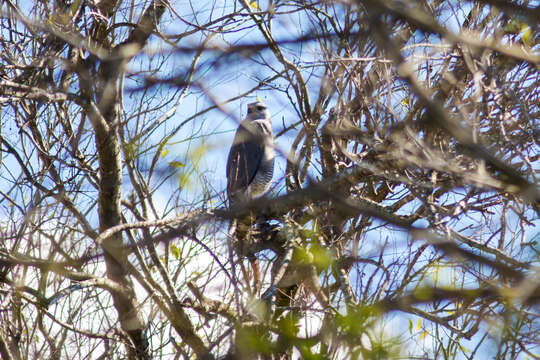 Image of Gray Hawk