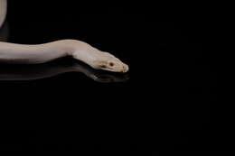 Image of Olive Python