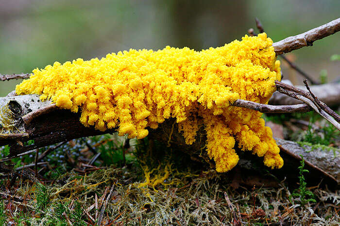 Image of Dog vomit slime mold