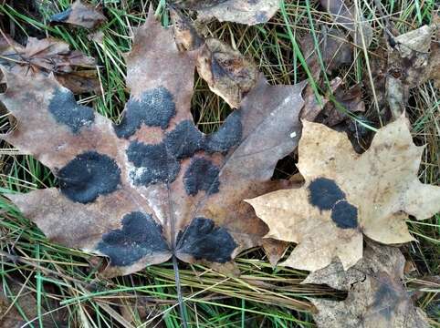 Image of European tar spot