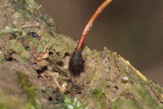 Image of Green shield moss