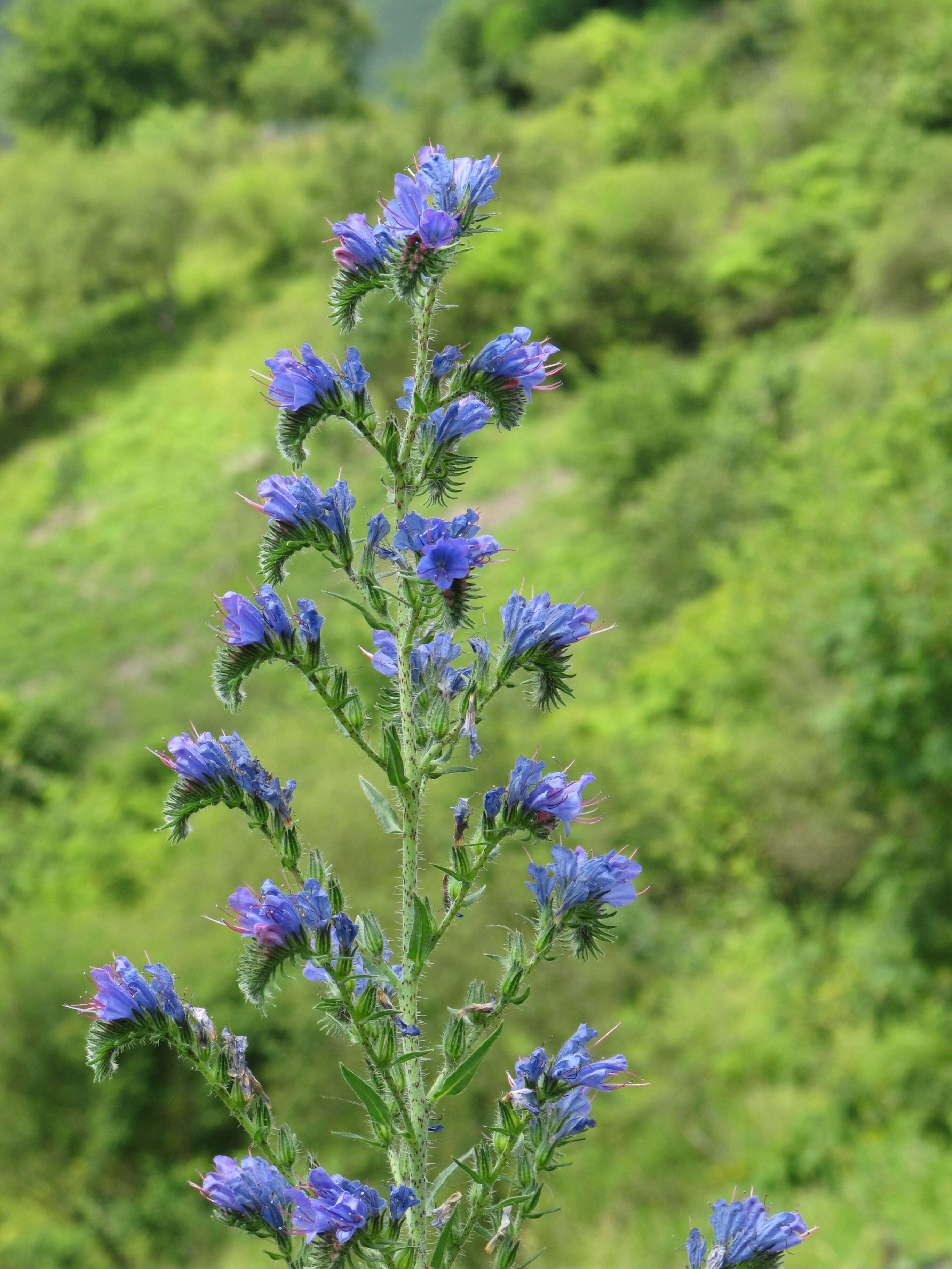 Imagem de Echium vulgare L.