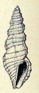 Image of Pseudorhaphitoma iodolabiata (Hornung & Mermod 1929)