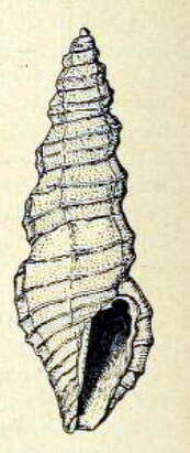 Image of Pseudorhaphitoma iodolabiata (Hornung & Mermod 1929)