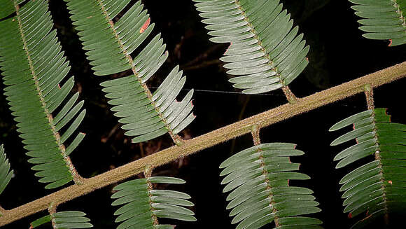 Imagem de Parkia pendula (Willd.) Walp.