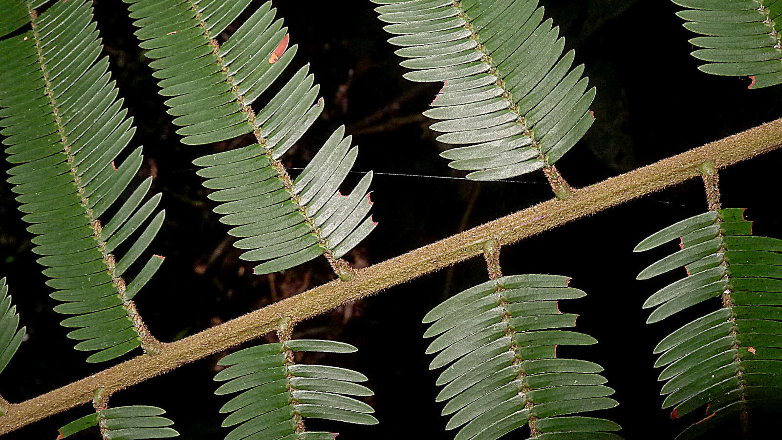 Image of Parkia pendula (Willd.) Walp.