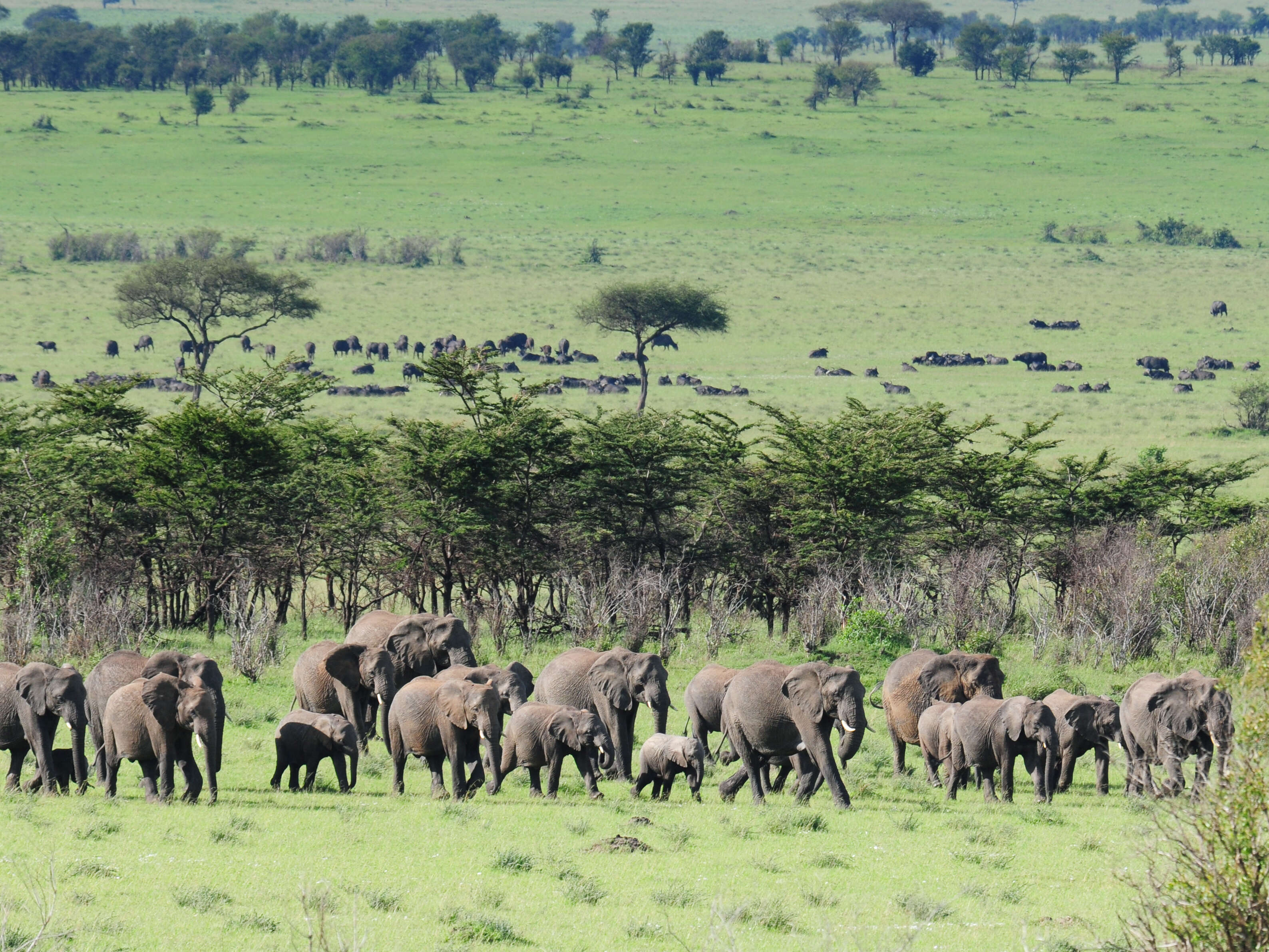 Image of African elephant